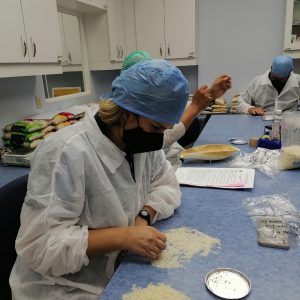 Acodeco presenta resultados de la calidad del arroz pilado